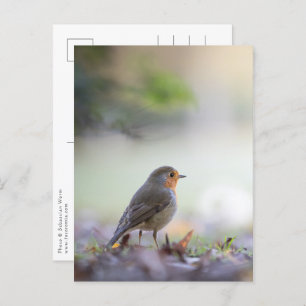 Carte Postale Robin Nature Photo