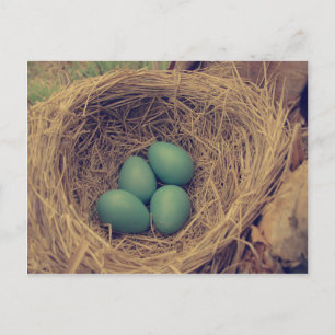 Carte Postale Robin Nest et Oeufs
