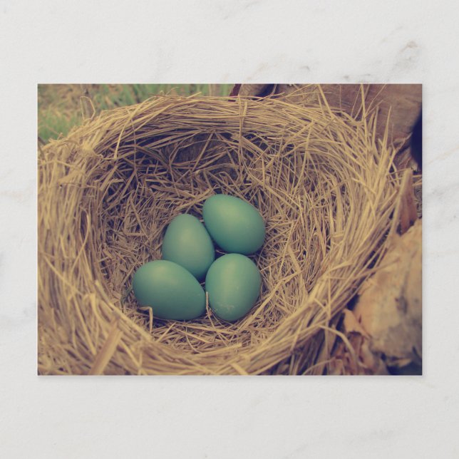 Carte Postale Robin Nest et Oeufs (Devant)