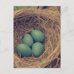 Carte Postale Robin Nest et Oeufs