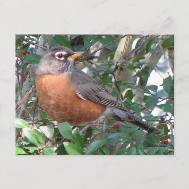Carte postale Robin Winter (Devant)
