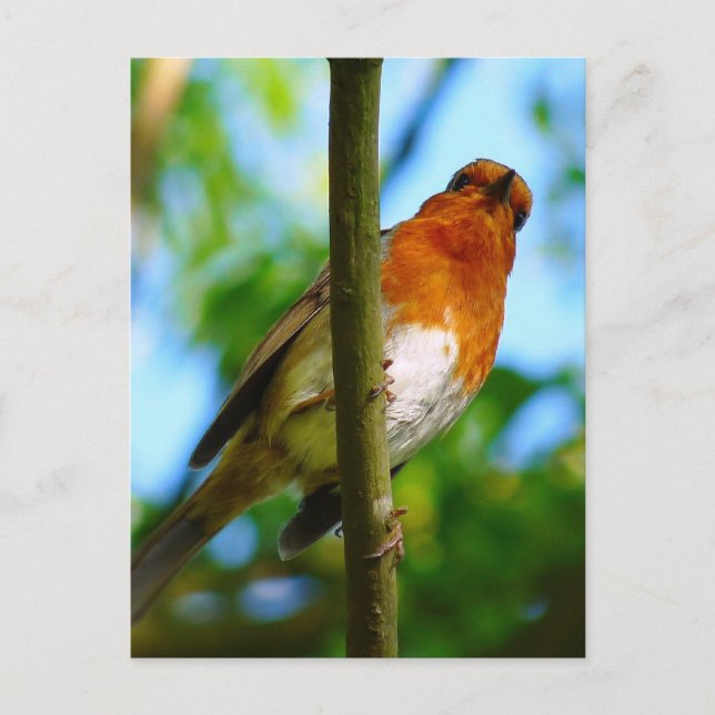 CARTE POSTALE ROBINS (Devant)