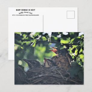 Carte Postale Robins de bébé dans la nature de nid Animaux sauva