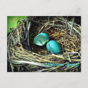 Carte Postale Robin's Egg Nest Spring