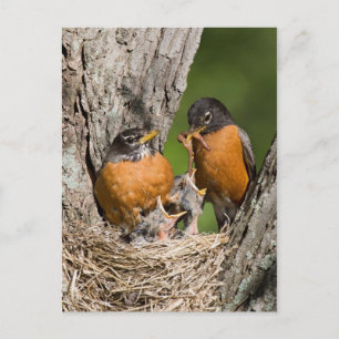 Carte Postale Robins VI
