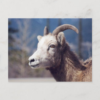 Carte Postale Rocheuse Grosse corne Mouton