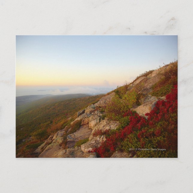Carte Postale Rocheuses, Fleurs rouges, Parc national Acadia (Devant)