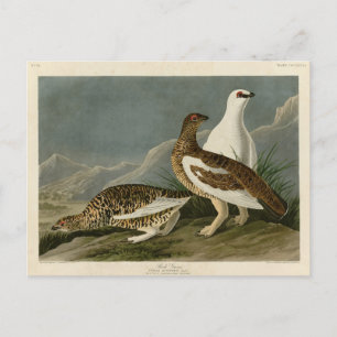 Carte Postale Rock Grous (Ptarmigan), Audubon's Birds of America