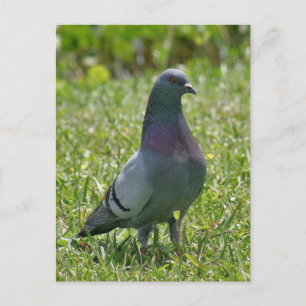 Carte postale Rock Pigeon Photo