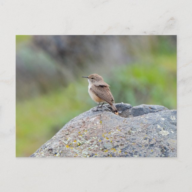 Carte Postale Rock Wren (Devant)
