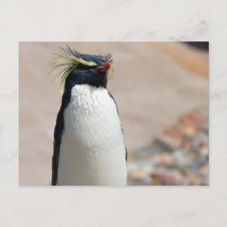 Carte postale Rockhopper Penguin