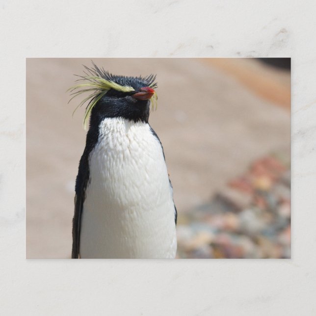 Carte postale Rockhopper Penguin (Devant)