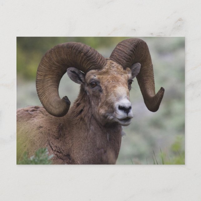 Carte Postale Rocky Mountain Bighorn Sheep Ram (Devant)