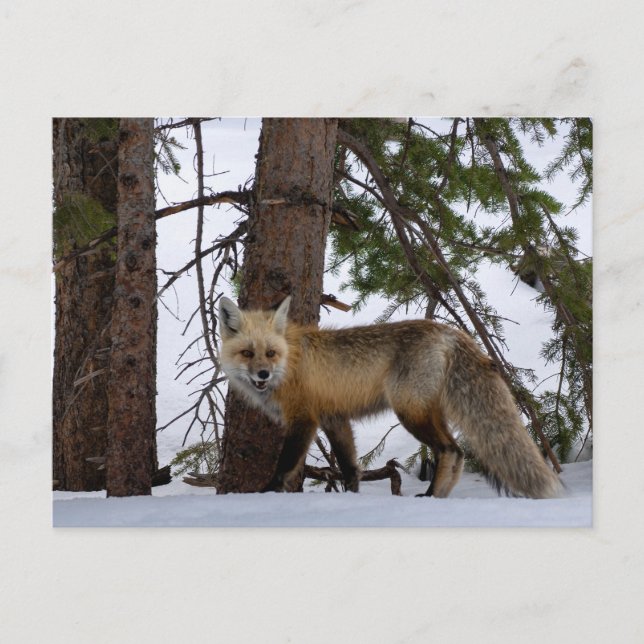 Carte postale Rocky Mountain Fox Colorado Wildlife (Devant)
