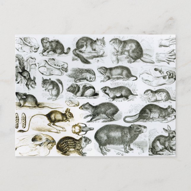 Carte Postale Rodentia-rongeurs ou animaux de sciage (Devant)