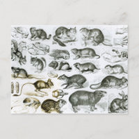 Rodentia-rongeurs ou animaux de sciage
