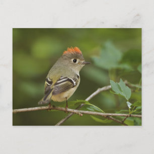 Carte Postale Roitelet à couronne rubis mâle, Regulus calendula