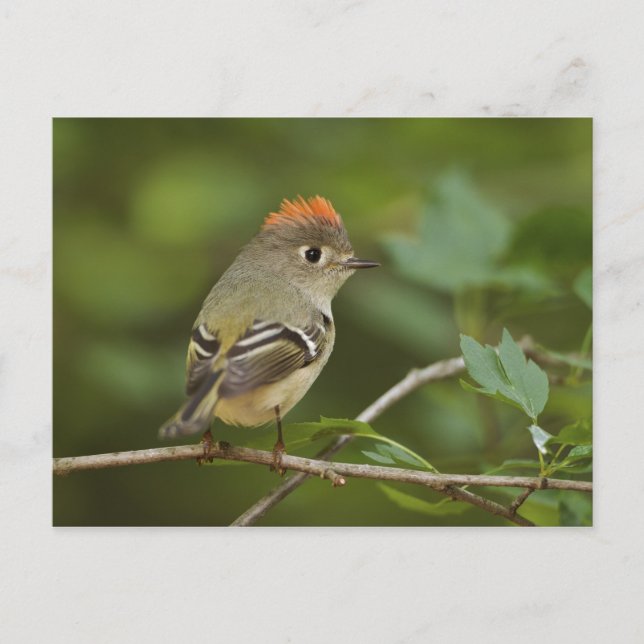 Carte Postale Roitelet à couronne rubis mâle, Regulus calendula (Devant)