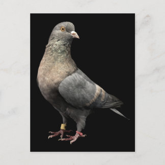 Carte Postale Roller Pigeon