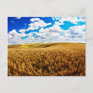 Carte Postale Rolling hills of ripe wheat