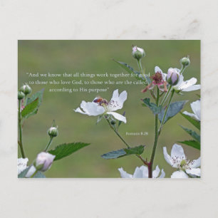 Carte Postale Romains 8:28