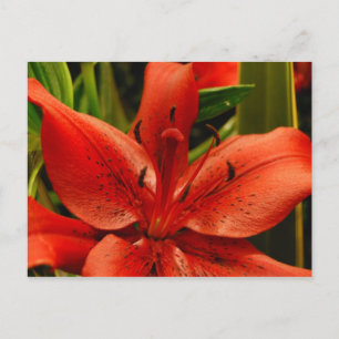 Carte Postale Romance russe