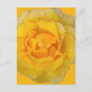 Carte Postale Romantique Rose Jaune gouttes d'eau