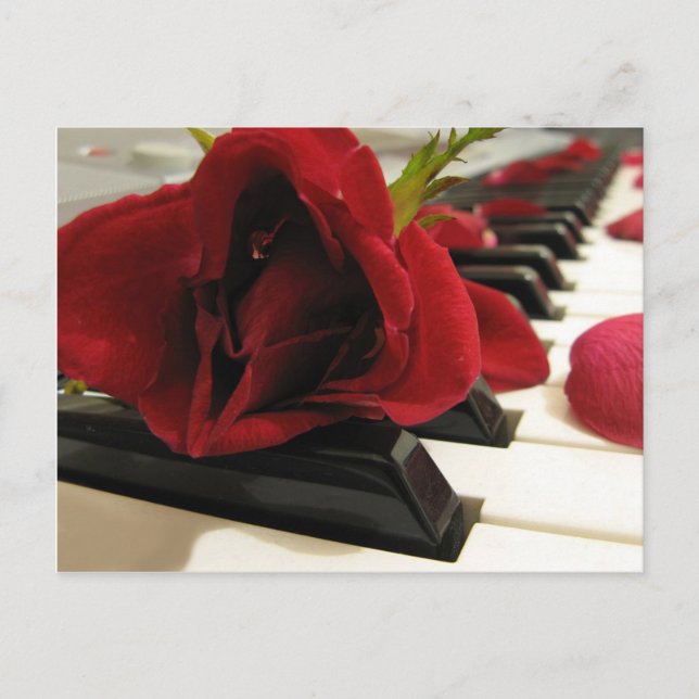 Carte Postale Romantique Rose rouge amour (Devant)