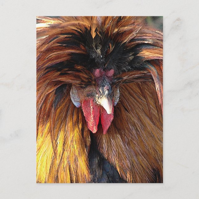 Carte Postale Roo polonaise (Devant)