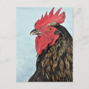 Carte Postale Rooster