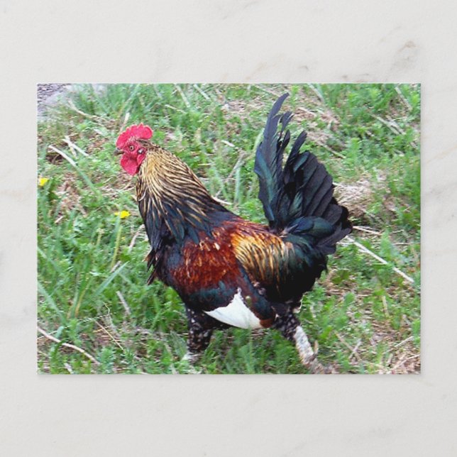 Carte postale Rooster (Devant)