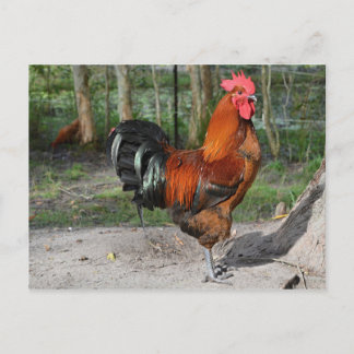 Carte Postale Rooster