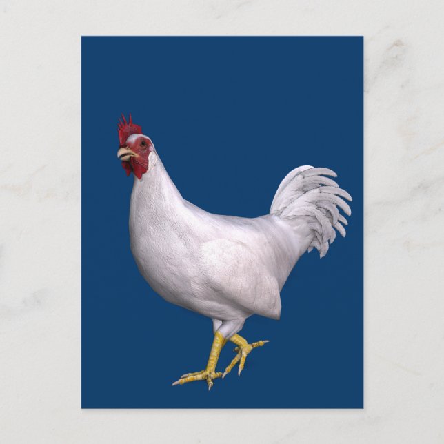 Carte Postale Rooster blanc (Devant)