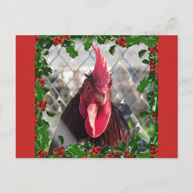 Carte postale Rooster Holly Christmas (Devant)