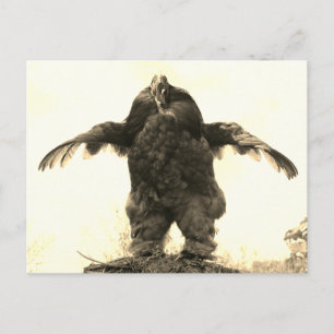 Carte Postale Rooster Man -