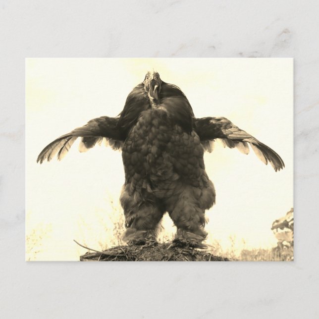 Carte Postale Rooster Man - (Devant)