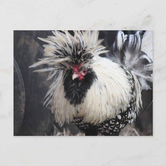 Carte Postale Rooster polonais en crête (Devant)
