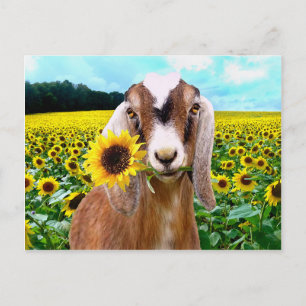 Carte Postale "Rory" Postcard