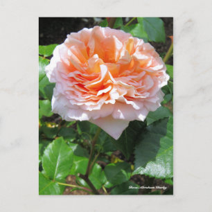 Carte Postale Rosa Abraham Darby [Carte postale]