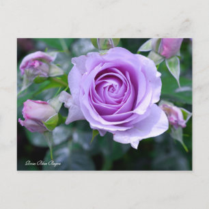 Carte Postale Rosa Blue Bajou [Carte postale]