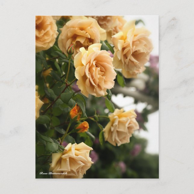 Carte Postale Rosa Butterscotch (Devant)