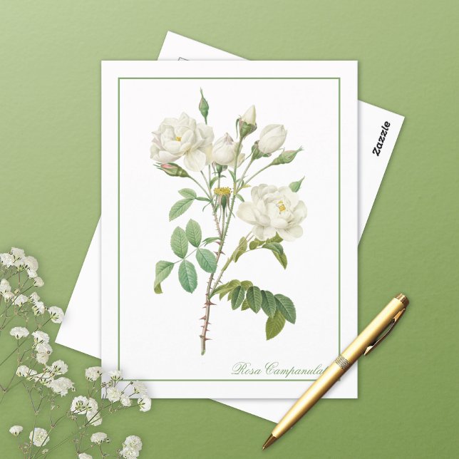 Carte Postale Rosa Campanulata Illustration Redoute Postcard (Créateur téléchargé)