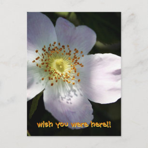 Carte Postale Rosa Canina - Rose de chien