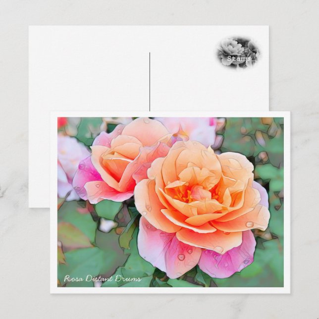 Carte Postale Rosa Distant Drums (Devant / Derrière)