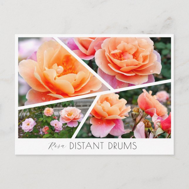 Carte Postale Rosa Distant Drums (Devant)
