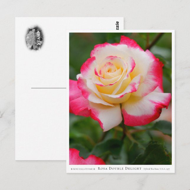 Carte Postale Rosa Double Delight (Devant / Derrière)