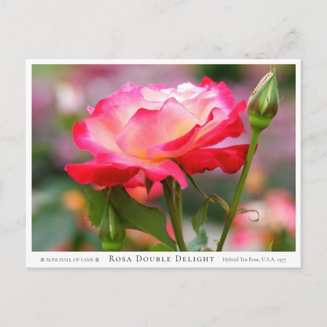 Carte Postale Rosa Double Delight (Devant)