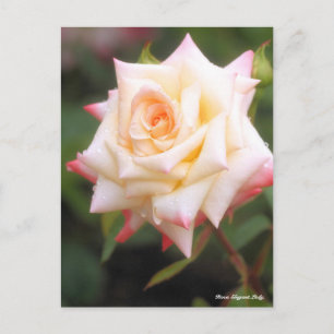 Carte Postale Rosa Elegant Lady