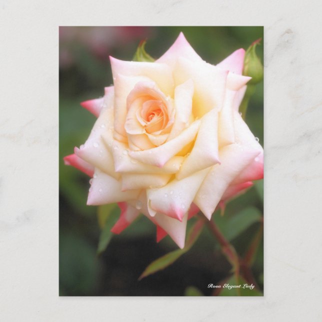 Carte Postale Rosa Elegant Lady (Devant)