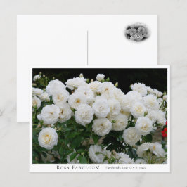 Carte Postale Rosa Fabulous!